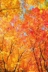 autumn maple leaves
