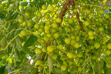 Close Up Soapberry Tree And Green Leaves In Nature