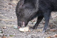 Portrait Of A Peccary Eating Food