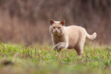 Domestic cat stalking prey in garden with copy space. Furry animal looking into the camera in autumn nature. Mammal with bright fur approaching in nature.