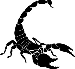 Wall Mural - vector illustration of a scorpion