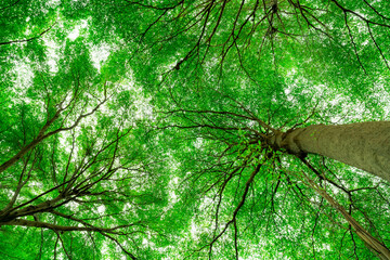 Wall Mural - bottom view of tree trunk to green leaves of tree in tropical forest. fresh environment in park. gre
