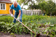 © JackF - Farmer weeds potatoes with a hoe in the garden