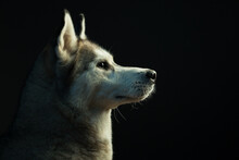 Siberian Husky Dog Profile Headshot Close Up In The Studio In Dramatic Lighting