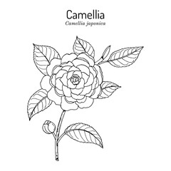 Japanese camellia, or tsubaki Camellia japonica , ornamental plant
