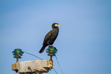 Canvas Print - cormorants hunting the po delta