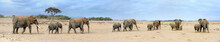 Elephants In National Park Of Kenya