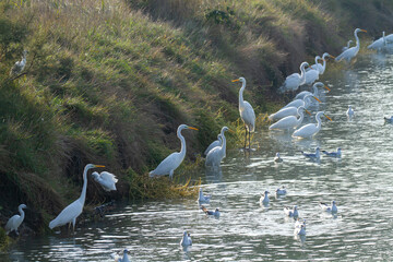 white heron po delta regional park comacchio iitaly