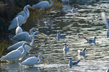 white heron po delta regional park comacchio iitaly