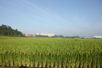 Wall Mural - rice field and blue sky