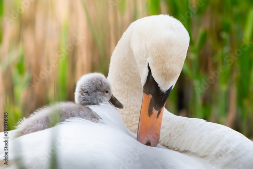 Fotografía Mute Swan (Cygnus olor) mum with its cygnet