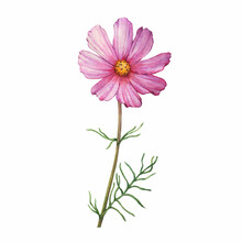 Branch With Pink Flower Of Cosmea (Cosmos Bipinnatus, Mexican Aster, Garden Cosmos). Watercolor Hand Drawn Painting Illustration Isolated On White Background.