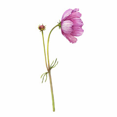 branch with pink flower of cosmea (cosmos bipinnatus, mexican aster, garden cosmos). watercolor hand