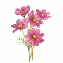 Bouquet With Pink Flower Of Cosmea (Cosmos Bipinnatus, Mexican Aster, Garden Cosmos). Watercolor Hand Drawn Painting Illustration Isolated On White Background.