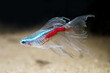 Long fin Neon Tetra (Paracheirodon innesi var.) ornamental fish created by human selection breeding