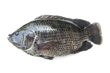 Tilapia fish isolated on white background.