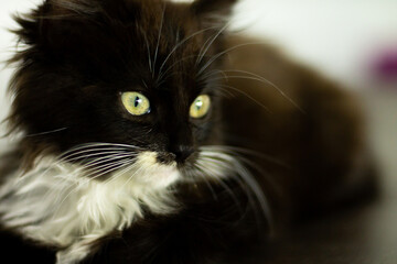 Wall Mural - Cute little black kitten with white breast and paws and yellow eyes lying on a dark floor