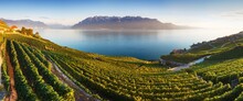 Panoramic View Of The City Of Vevey At Lake Geneva With Vineyards Of Famous Lavaux Wine Region On A Beautiful Sunny Day With Blue Sky In Summer Or Spring Season, Canton Of Vaud, Switzerland. Beauty