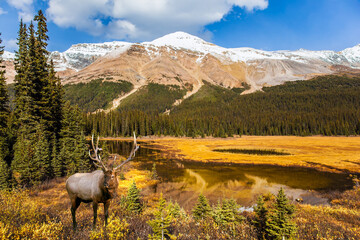 Sticker - Canadian deer by the lake