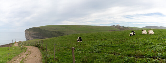 Poster - country roaad leading to ocean and steep cliffs in green coastal landscape with cows