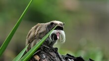 Emperor Tamarin Sticking His Tongue Out Rainy Day Martinique Zoo Funny Monkey Cute Longue Mustache 