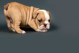 Fototapeta  - English Bulldog puppy