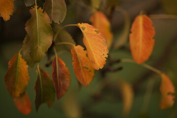 Wall Mural - orange and green apple tree leaves on the tree in autumn garden