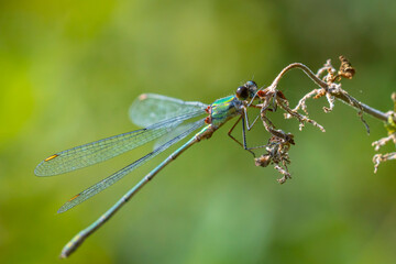 Wall Mural - Detail closeup of a western willow emerald damselfly Chalcolestes viridis