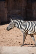 Zebra spaziert durch die warme Herbstsonne