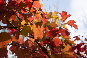 Wall Mural - colored leaf on a tree in the forest on a summer bright day