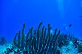 Fototapeta Do akwarium - coral reef underwater landscape, lagoon in the warm sea, view under water ecosystem