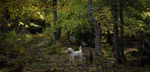 Truffle finding dogs (Lagotto romagnolo)