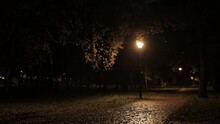 Autumn Evening Park. Dark Mood Rainforest Scene. Creep City Park Landscape.