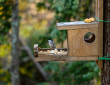 Willow Tit On The Bird Feeder In The Forest. Selective Focus With Shallow Depth Of Field.