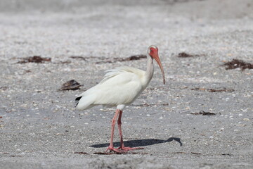 Wall Mural - Ibis am Strand