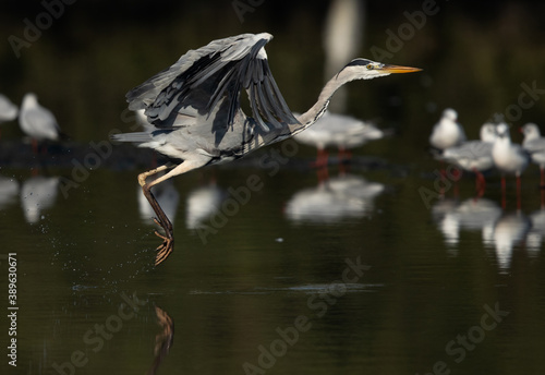 Fotomural The herons are long-legged freshwater and coastal birds