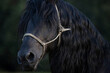 beautiful Fresian horse black stallion portrait on meadow green background 