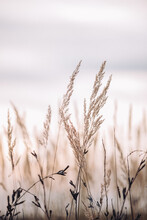 Sunset In The Field. Close View Of Grass Stems Against Dusty Sky. Calm And Natural Background