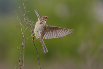 Sticker - Corn Bunting (Emberiza calandra) flying away