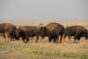 Wall Mural - Bison in Grand Teton National  Park with Smoke filled Skies from Large Fires