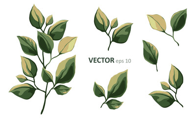 Set of vector floral elements. Arrangements botanical illustration for poster, greeting card or invitation design. Colorful leaf and green leaves isolated on white background.