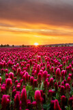 Fototapeta Tulipany - Sunset over clover