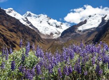Mount Saksarayuq Lupinus Flowers Andes Mountains