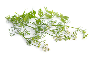 Wall Mural - Coriander. It is also known as Chinese parsley, dhania or cilantro. Plant Isolated