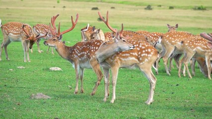 Poster - a herd of deer in a wild meadow slow motion.