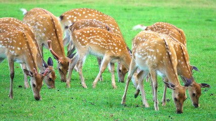 Poster - Deer graze on a green meadow in the wild.