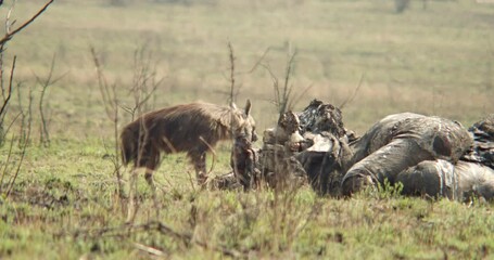 a hyena looks around before taking a bite out of an elephant carcass