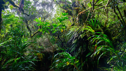  lush and vegetation in the humid jungle
