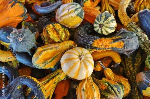 Fotomural Colorful orange and green decorative mini pumpkins and gourds in the fall
