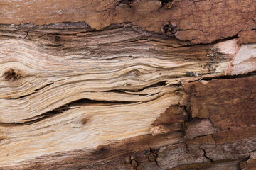 Poster - close-up of a piece of wood